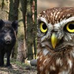 Chytrou sovu najdou za 9 sekund jen lidé s vysokým