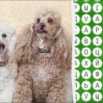 Musíte mít oči orla, abyste našli slovo "pudl" za 10 sekund: náročná logická hra Musíte mít oči orla, abyste našli slovo „pudl“ za 10